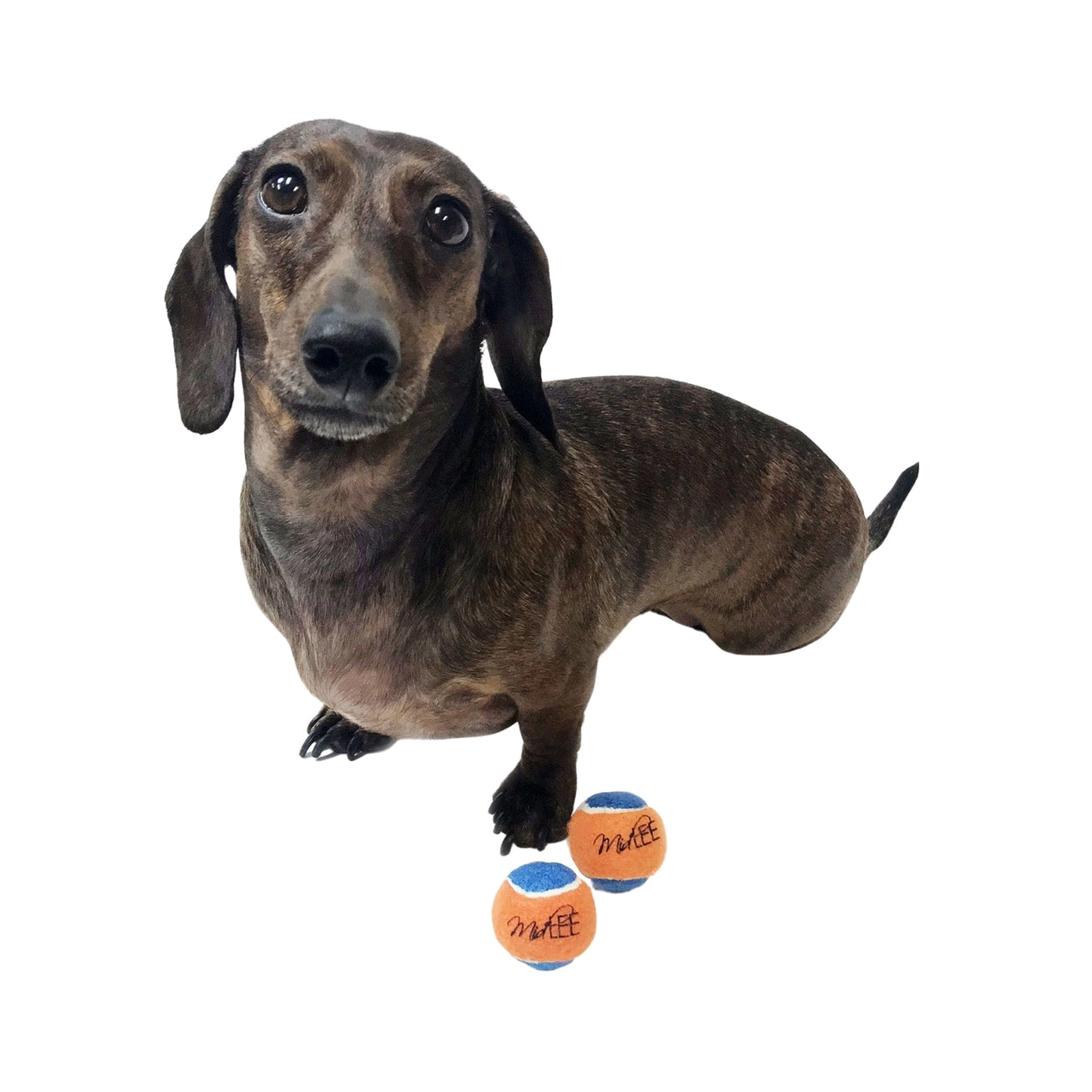 (mini) TENNIS BALL with squeaker